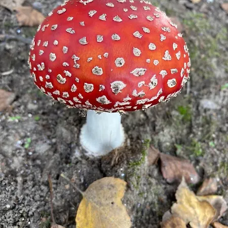 Av Aparthotel Lobios