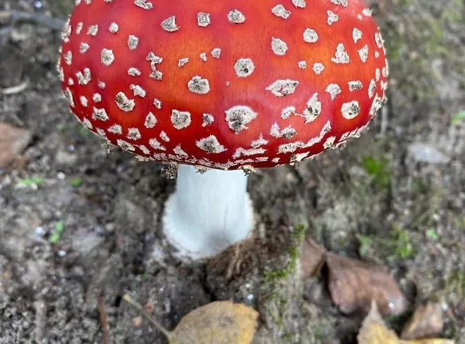 Av Aparthotel Lobios